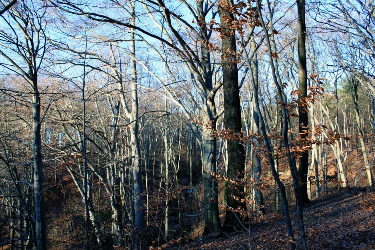 Ferienwohnung Natur Und Kunst Дрезден Екстер'єр фото